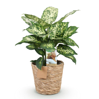 Dieffenbachia Compacta Topf 17cm - Zimmerpflanze mit Korb, pflegeleicht