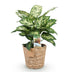 Dieffenbachia Compacta Topf 17cm - Zimmerpflanze mit Korb, pflegeleicht Bild 2