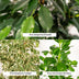 Zimmerpflanzen-Set: Ficus Benjamina Danielle, Twilight & Microcarpa Moclame Bild 5