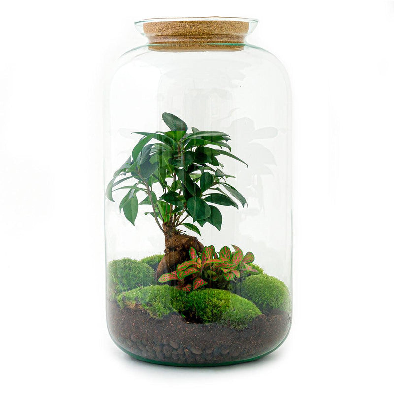 Flaschengarten Sven Bonsai DIY-Set (43 cm)
