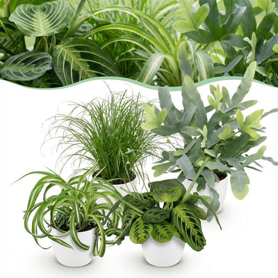 Green BoutiQ Pflanzenmix: Chlorophytum, Cyperus, Phlebodium, Maranta
