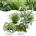 Green BoutiQ Pflanzenmix: Chlorophytum, Cyperus, Phlebodium, Maranta Bild 1