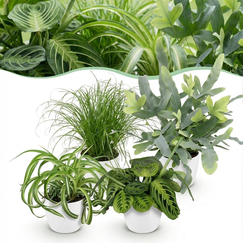 Green BoutiQ Pflanzenmix: Chlorophytum, Cyperus, Phlebodium, Maranta