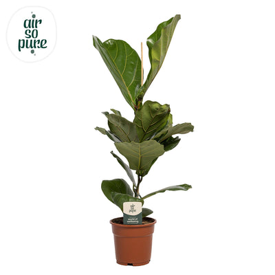 Ficus Lyrata Geigenfeige, Ø17cm Topf, ca. 60cm hoch