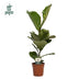 Ficus Lyrata Geigenfeige, Ø17cm Topf, ca. 60cm hoch Bild 2