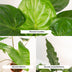 Alocasia Trio: Zebrina, Cucullata & Lauterbachiana Bild 5