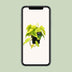 Philodendron Lime – Ø12cm Topf, ca. 20cm hoch Bild 5