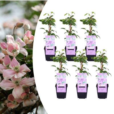 6x Clematis 'Hagley Hybrid' – P9 – Rosa Kletterpflanze für Ihren Garten