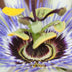 Passiflora Blau Caerulea Kletterpflanze, Ø15cm, ↕65cm Bild 7