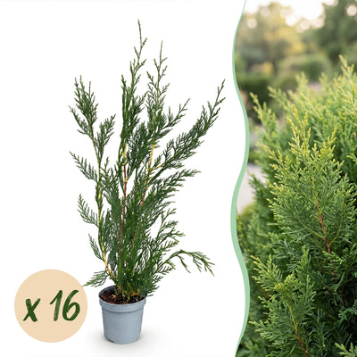 Green boutiQ - 16x Cupressocyparis leylandii 2011 - Leylandii - Heckenpflanzen - Immergrün - Grün - Topf 9cm - Höhe 30-40cm