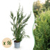 Green boutiQ - 16x Cupressocyparis leylandii 2011 - Leylandii - Heckenpflanzen - Immergrün - Grün - Topf 9cm - Höhe 30-40cm Bild 1