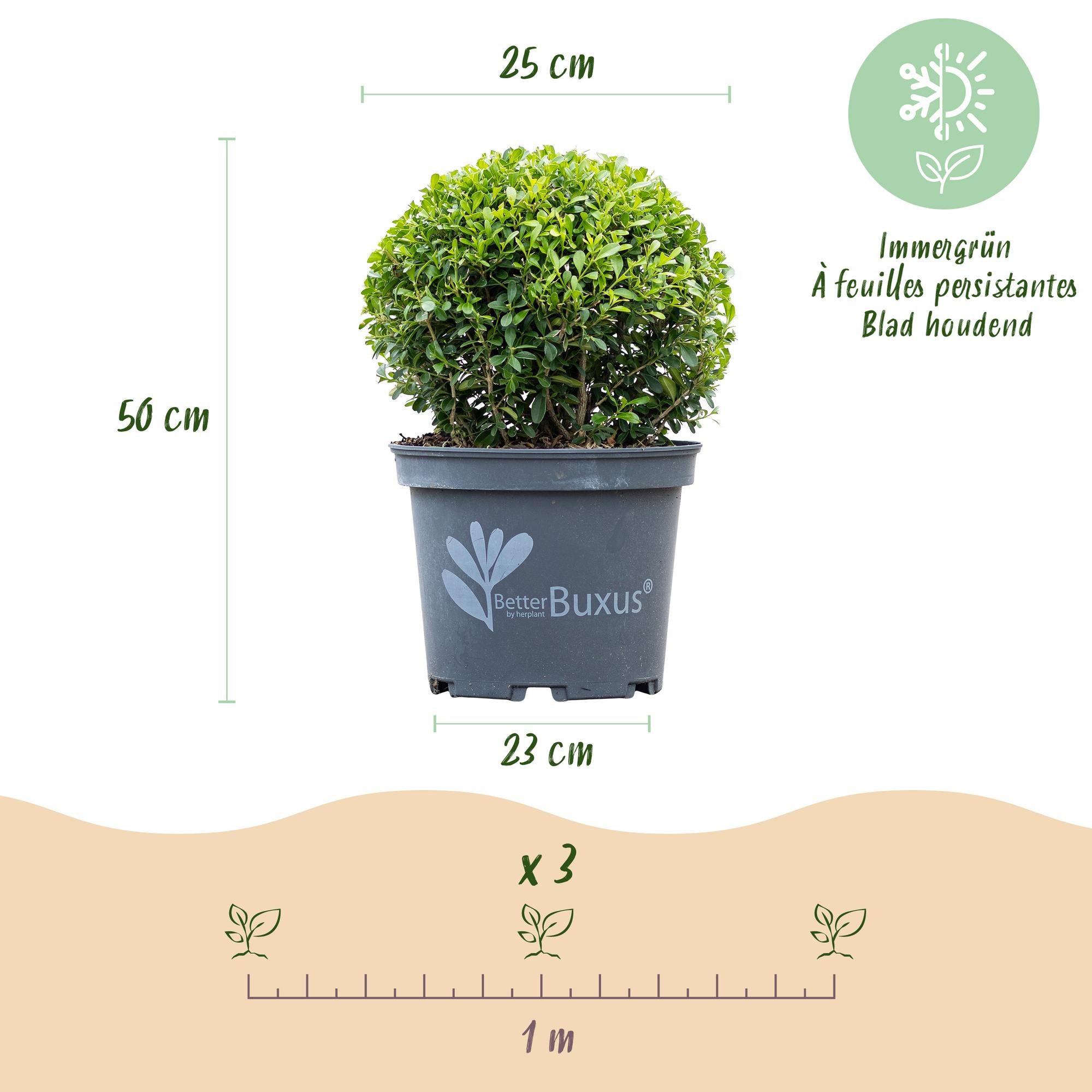 GreenboutiQ - Buxus Kugel - BetterBuxus Skylight - Resistenz gegen den Buxus-Schimmel - 2 Pflanzen - Topf 23cm Kugel 25cm