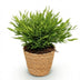 Bamboo Grass 'Monica' Houseplant with Basket - Pet-Friendly Bild 2