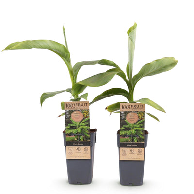 Musa Basjoo: Winterharte Japanische Faserbanane – 2 Pflanzen im 15cm Topf