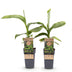 Musa Basjoo: Winterharte Japanische Faserbanane – 2 Pflanzen im 15cm Topf Bild 2