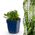 Green boutiQ - Perennial - Salvia nem. Schneehügel - Sage - Bee and Butterfly Attractors - White - 12 Plants - Pot 11cm - Height 15-25cm Bild 11