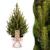 4x Picea glauca Conica - Zuckerhutfichte - Grün - Weihnachtsbaum - inkl. Zinktopf - Ø17cm - ↕65cm Bild 1