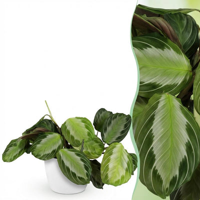Maranta Fascinator Silverband Zimmerpflanze (Topf 12cm)
