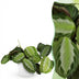 Maranta Fascinator Silverband Zimmerpflanze (Topf 12cm) Bild 1