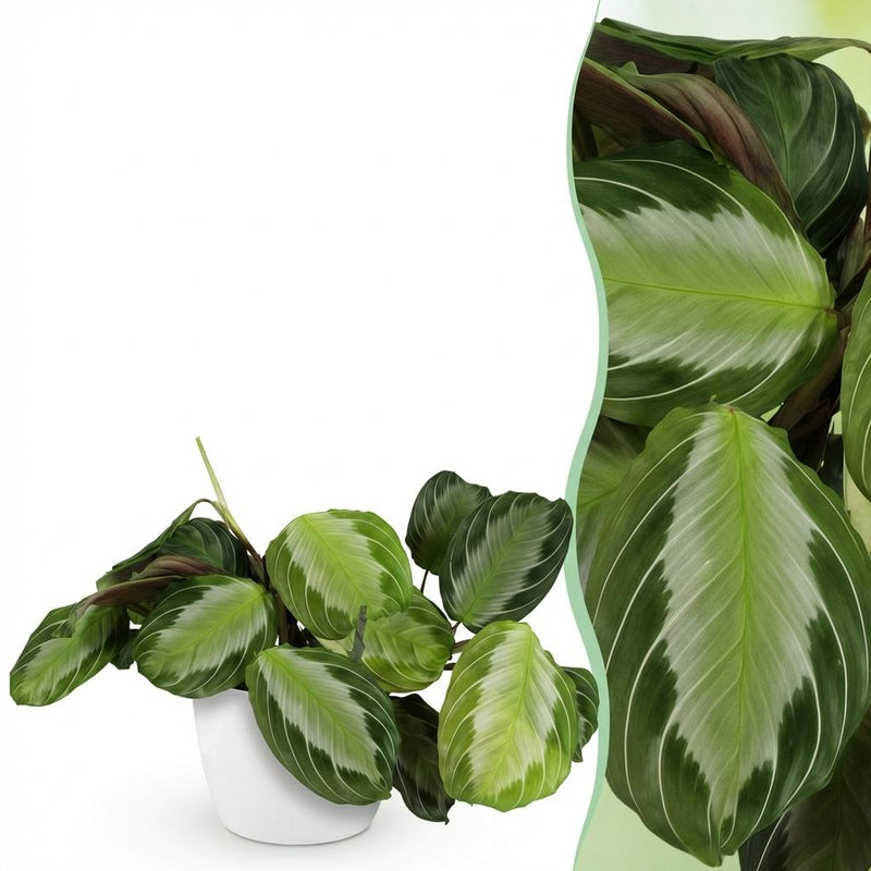 Maranta Fascinator Silverband Zimmerpflanze (Topf 12cm)