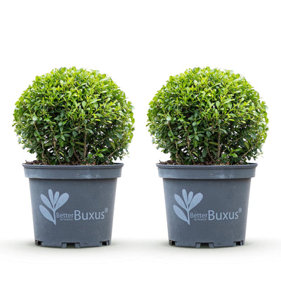 GreenboutiQ - Buxus Kugel - BetterBuxus Skylight - Resistenz gegen den Buxus-Schimmel - 2 Pflanzen - Topf 23cm Kugel 25cm