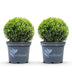 GreenboutiQ Buxus Kugel: 2x Resistenter Buxus, Topf 23cm Bild 2