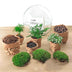 Dome XL Bottle Garden: DIY Plant Terrarium for Your Home Bild 2