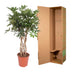Geflochtene Schefflera Arboricola Compacta, 130 cm Bild 4