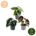 3x Baby Alocasia Tricolour: Rot, Grün & Schwarz für Ihr Zuhause Bild 5