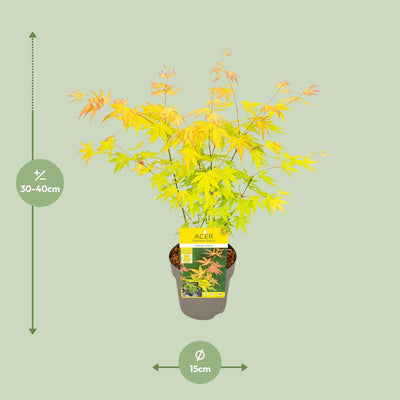 Acer palmatum Orange Dream - 15cm Topf, 30cm hoch