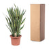 Sansevieria Laurentii, 100 cm, Grün mit gelbem Rand Bild 4
