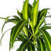 Dracaena Deremensis Hawaiian Sunshine: Tropische Schönheit für Ihr Zuhause Bild 3