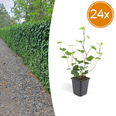 24x Irisches Efeu (Hedera Hibernica), 10-25cm, 9cm Topf