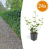 24x Irish Ivy (Hedera Hibernica), 10-25cm, 9cm Pot Bild 1