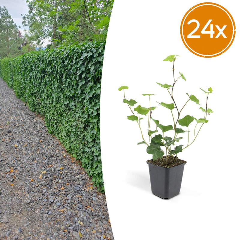 24x Irish Ivy (Hedera Hibernica), 10-25cm, 9cm Pot