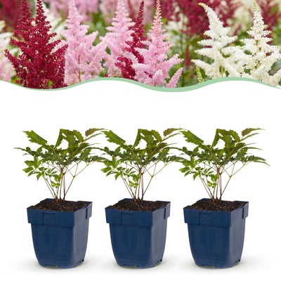 Green boutiQ - Perennial - Astilbe Tricolour - Feather Spirea - Shade - Purple - Pink - White - 24 Plants - Pot 11cm - Height 15-25cm