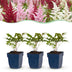 Green boutiQ - Perennial - Astilbe Tricolour - Feather Spirea - Shade - Purple - Pink - White - 24 Plants - Pot 11cm - Height 15-25cm Bild 2