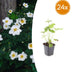 24x Autumn Anemone 'Honorine Jobert' - 10-25cm - Ø9cm Bild 1