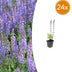 24x Salvia nemorosa 'Caradonna' - 10-25cm - Topf Ø9cm Bild 1
