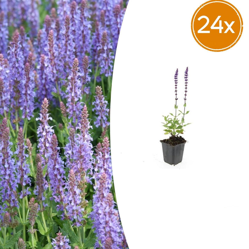 24x Salvia nemorosa 'Caradonna' - 10-25cm - Topf Ø9cm