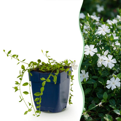 Vinca minor Alba (Maagdenpalm): 24 weiße Bodendecker, Topf 11cm