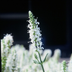 24x Salvia 'Schneehügel' – 10-25cm, 9cm Topf, Blaue Blütenähren Bild 7