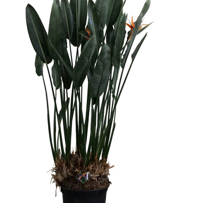 Strelitzia Reginae XXL – Paradiesvogelblume, 200cm, Ø50cm