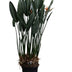 Strelitzia Reginae XXL – Bird of Paradise Flower, 200cm, Ø50cm Bild 1