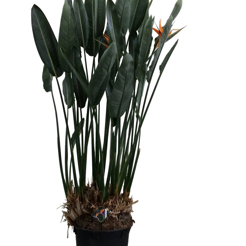 Strelitzia Reginae XXL – Bird of Paradise Flower, 200cm, Ø50cm