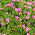 48x Armeria maritima 'Splendens', pink flowers, 10-25cm Bild 7