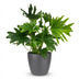 Philodendron Lickety Split Zimmerpflanze mit grauem Topf (70cm) Bild 2