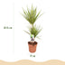Dracaena Sunray Zimmerpflanze, pflegeleicht, Topf 17cm, Höhe 70-75cm Bild 3