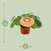 Pilea Peperomioides Ø12, Topfhöhe 20 cm - Pflegeleichte Zimmerpflanze Bild 2