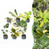 Baby Tropical Mix: 6 exotische Zimmerpflanzen im Set (Ø6cm) Bild 1
